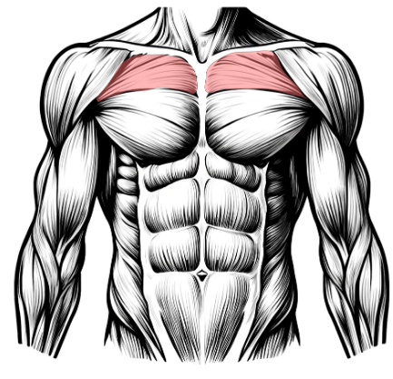 인간의 근육을 표현한 사진