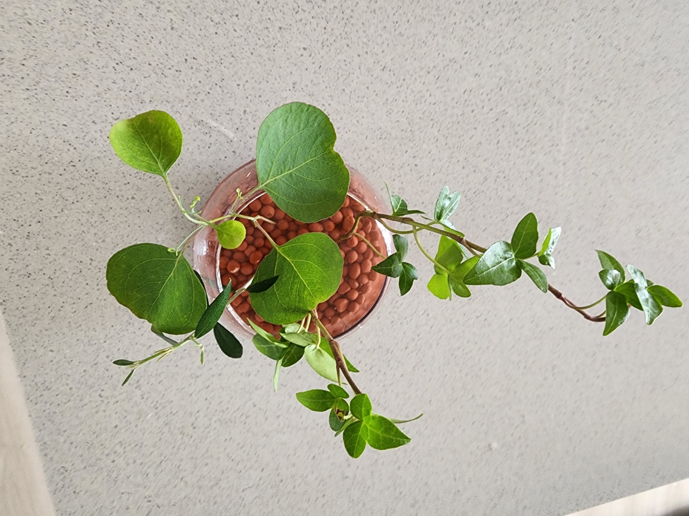 물꽂이중인 아이비와 폴리안과 올리브