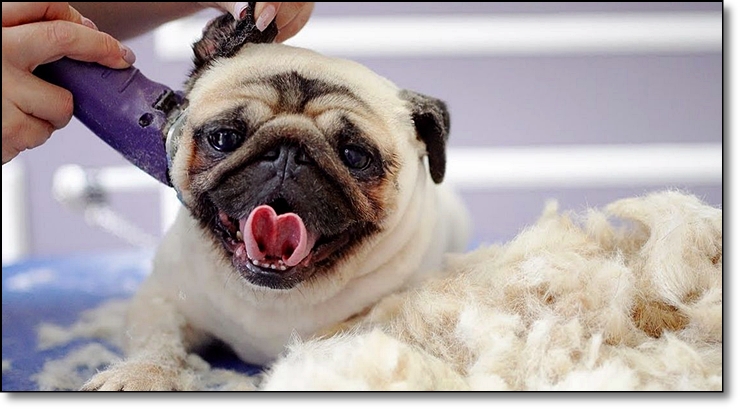 광주반려동물학과 고등학교와 대학교 알아보기