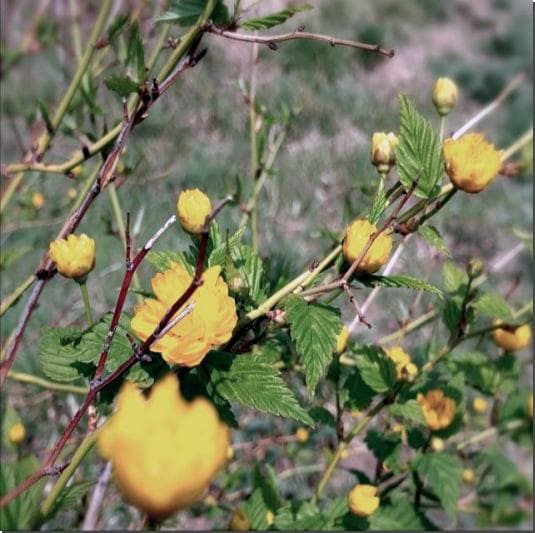황련 활용법과 부작용