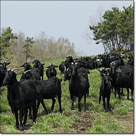 흑염소 효능 5가지, 방목해 기르는 흑염소 농장