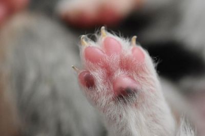 강아지가 핥는 이유