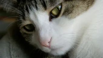 고양이 눈곱 관리, 색깔 확인, 눈곱 원인_30