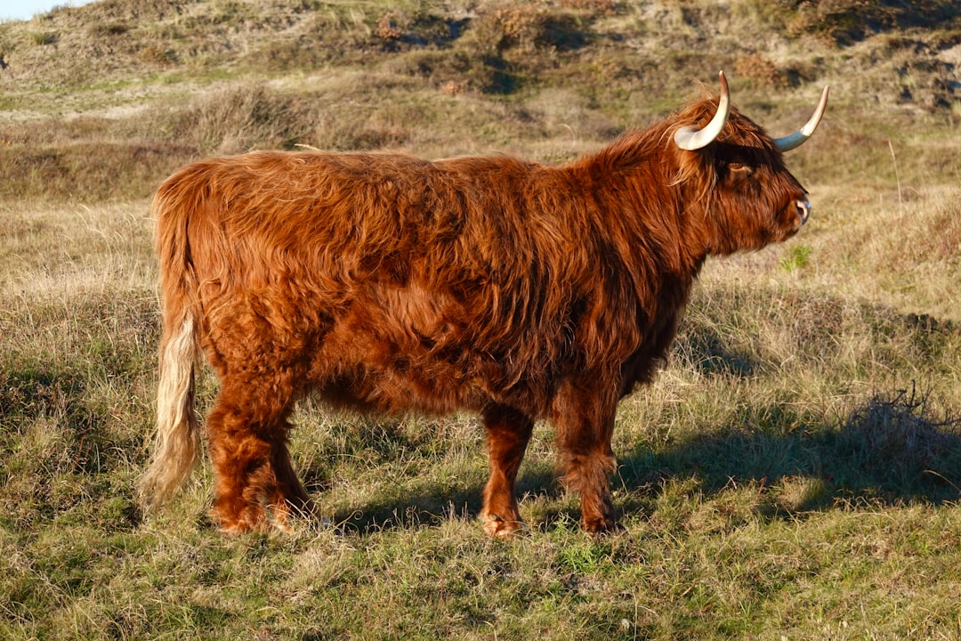 Highlander