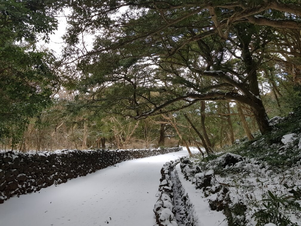 제주도 겨울 트레킹 명소 BEST 5, 한라산&middot;절물&middot;사려니&middot;비자림&middot;용머리해안 코스 정리