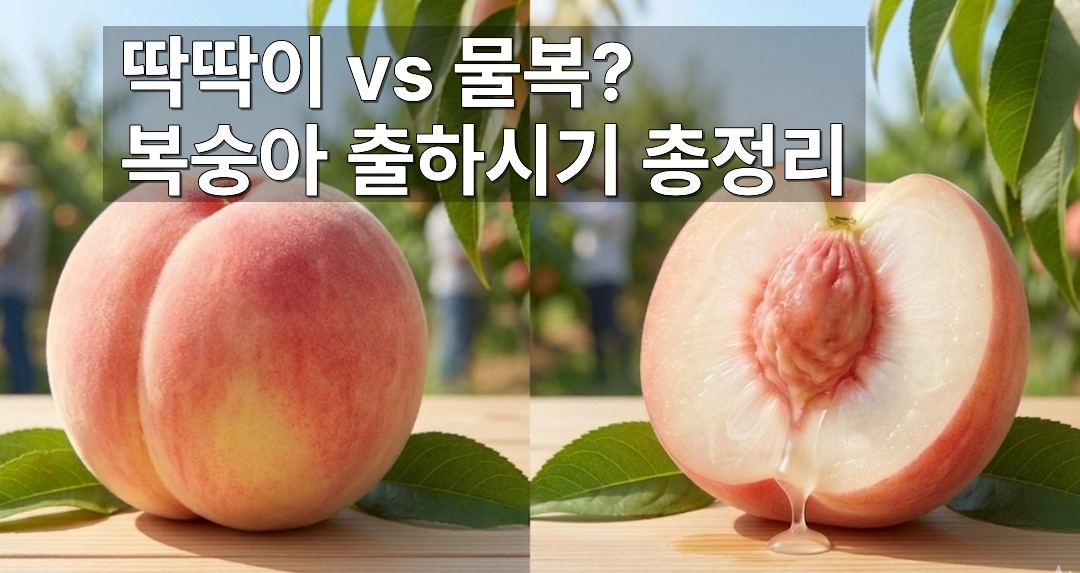 단단하고 아삭한 딱딱이 복숭아 품종과 과즙이 풍부하고 부드러운 물복 백도 복숭아 단면 비교
