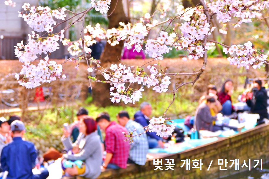 벚꽃 개화시기