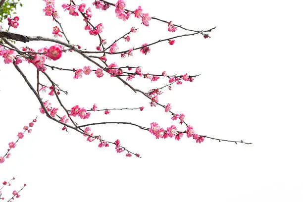 2026년-3월-봄꽃-축제-홍매화-축제