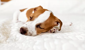 암컷 강아지 중성화/출처:어도비스톡