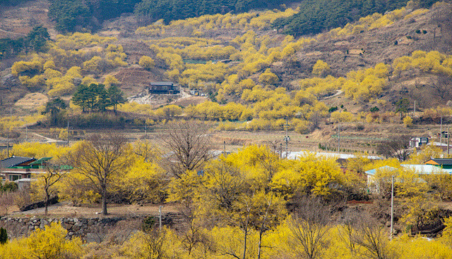 24년 구례 산수유꽃축제 주차 개막공연 일정 CCTV