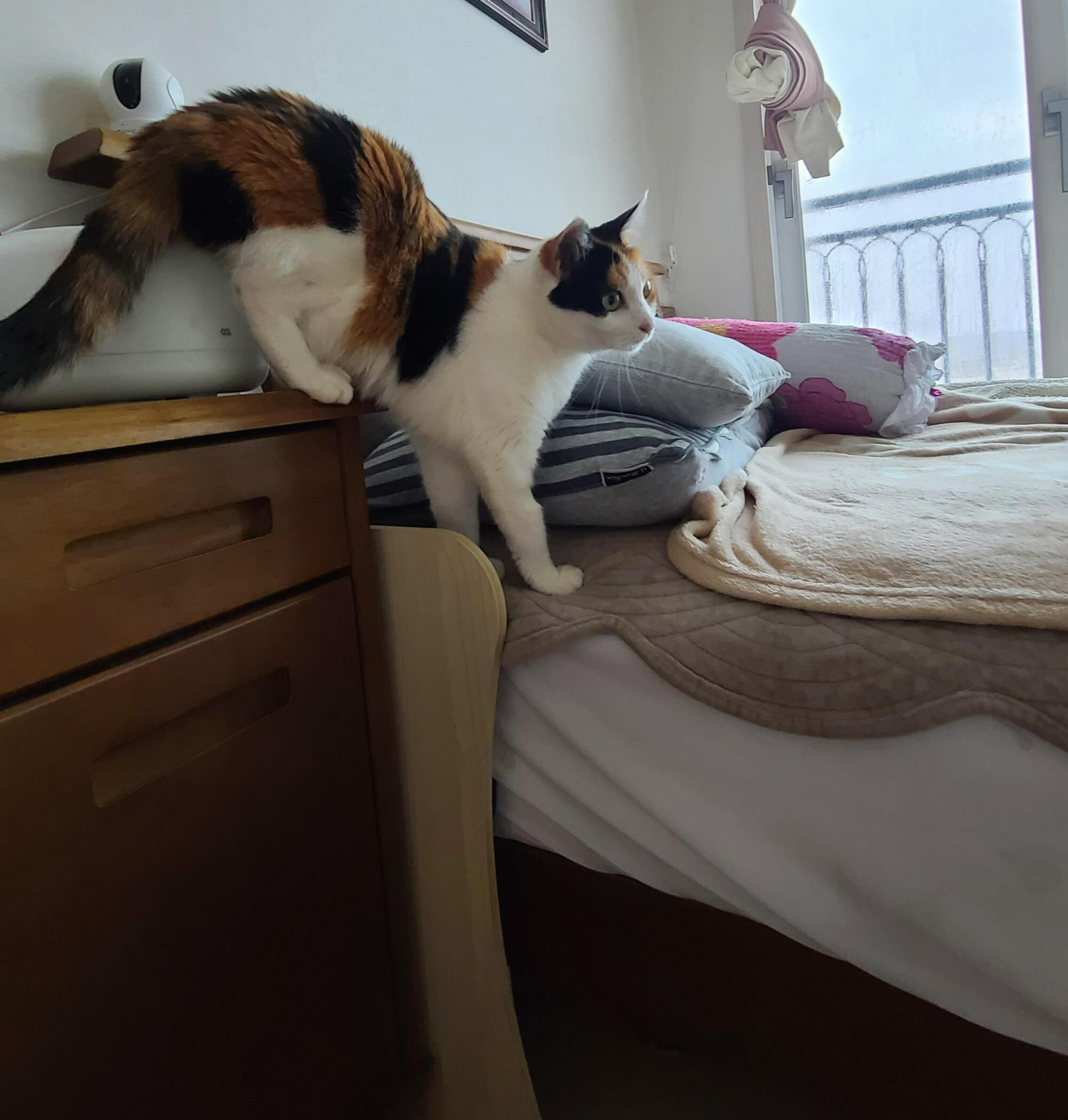 비오는 날 아침. 퇴원한 호야 컨디션 체크를 위해 시작된 사냥놀이.