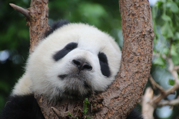 중국의 경제 성장 둔화