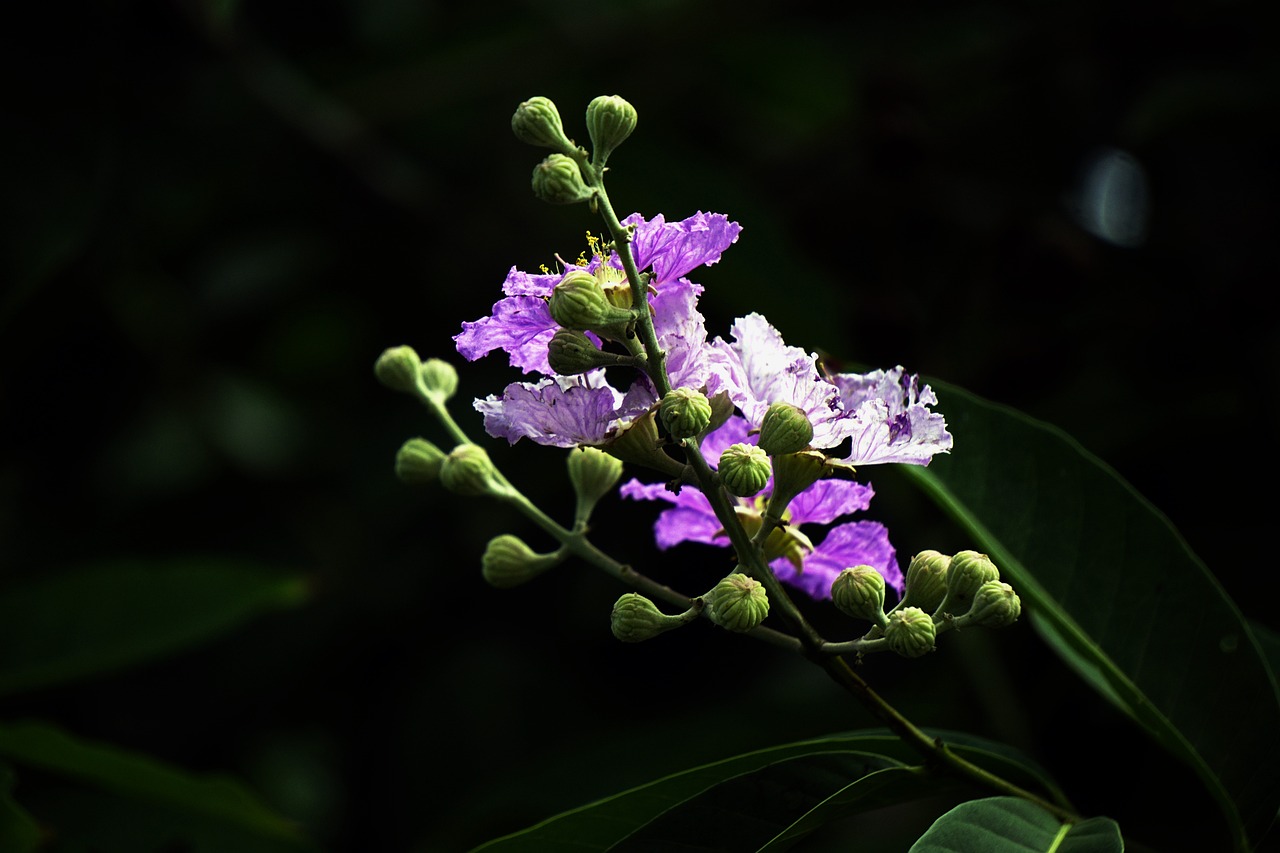 바나바잎 효능&amp;#44; 부작용&amp;#44; 먹는 법 알아보기