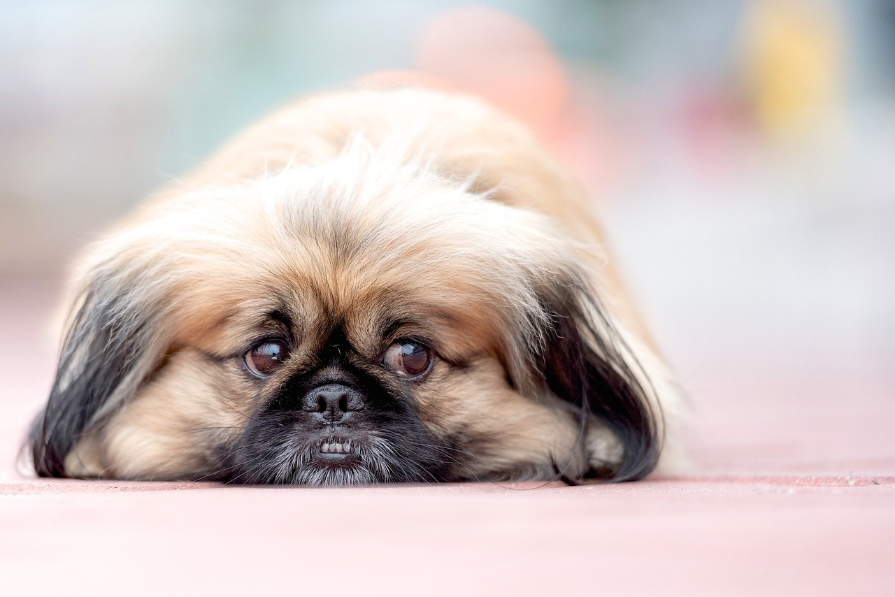 페키니즈(Pekingese)2