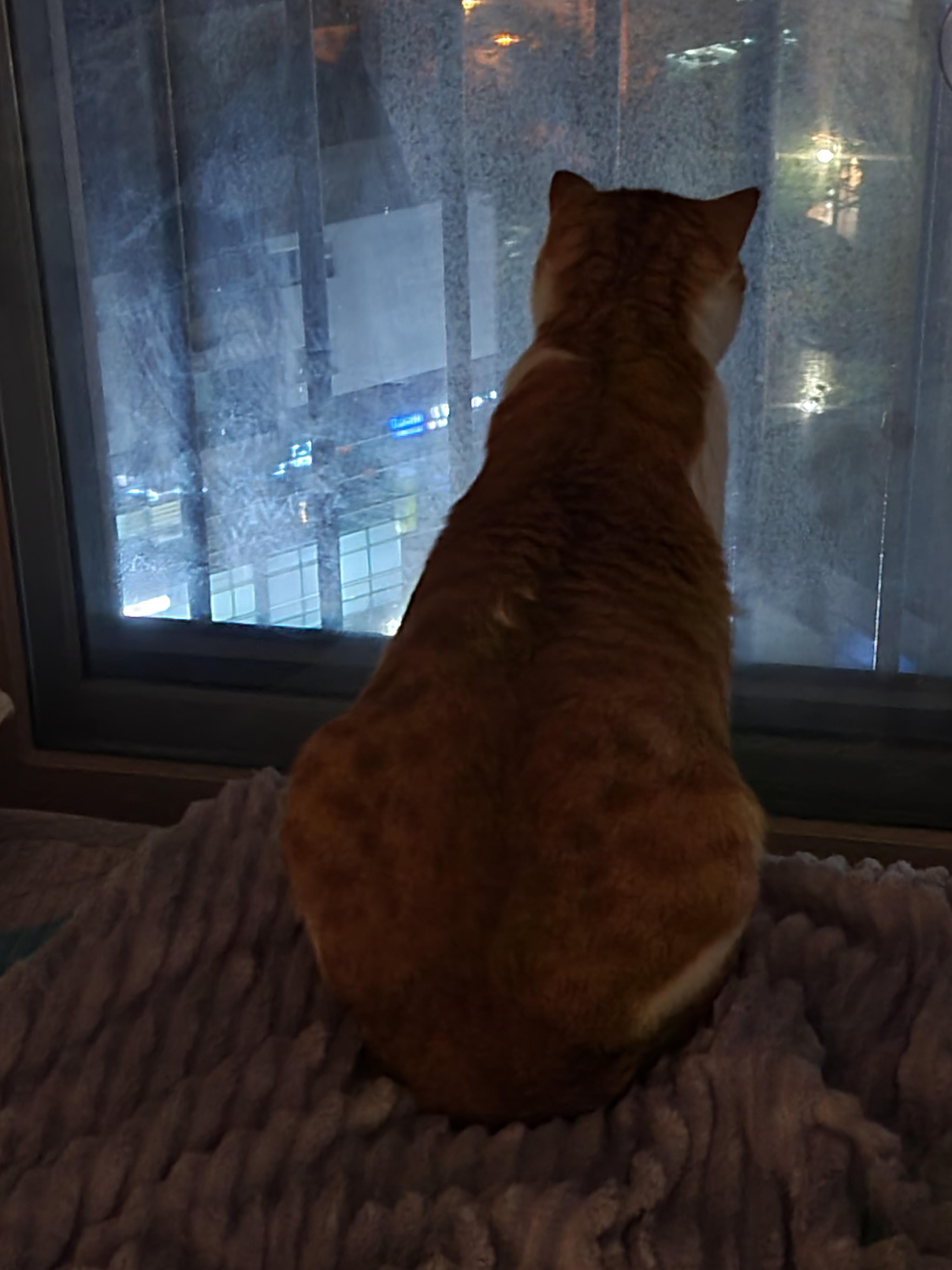 고양이들이 창밖을 보는 이유와 방묘창, 방묘문의 중요성