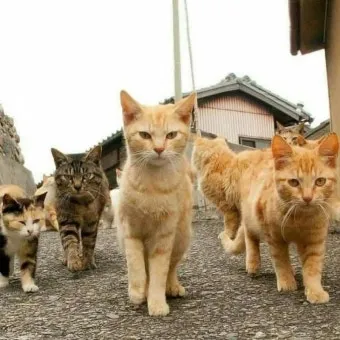 고양이 발정 기간 증상 대처_2