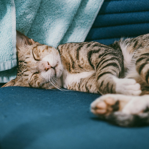 숙면에 좋은 음식