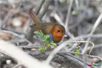 붉은가슴울새 영국 겨울 새 특징 매력 이미지_28