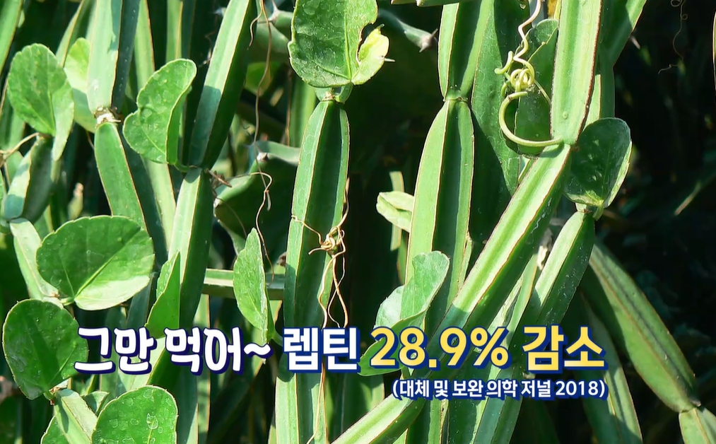 시서스 효능