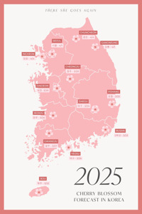 #봄축제 #벚꽃개화 #매화축제 #영등포봄꽃축제 #안동벚꽃축제 #광양매화축제 #기후변화 #봄여행 #한국여행 #봄꽃추천 #안전관리