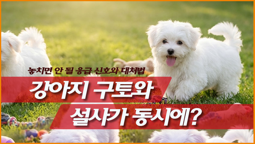 강아지 구토와 설사가 동시에? 놓치면 안 될 응급 신호와 대처법