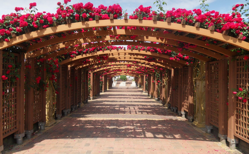 울산대공원 장미축제