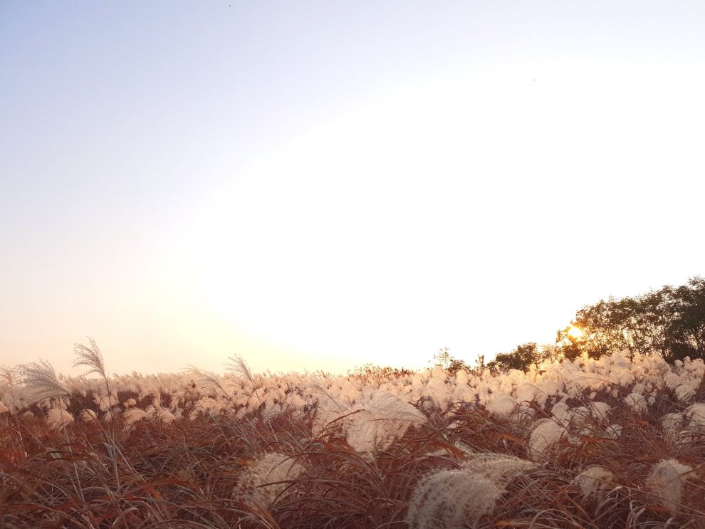 하늘공원억새축제