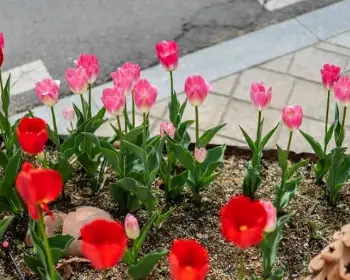 퍼스트가든 봄꽃축제 블루밍가든_15