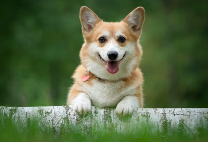 풀숲에서 나오는 코기.