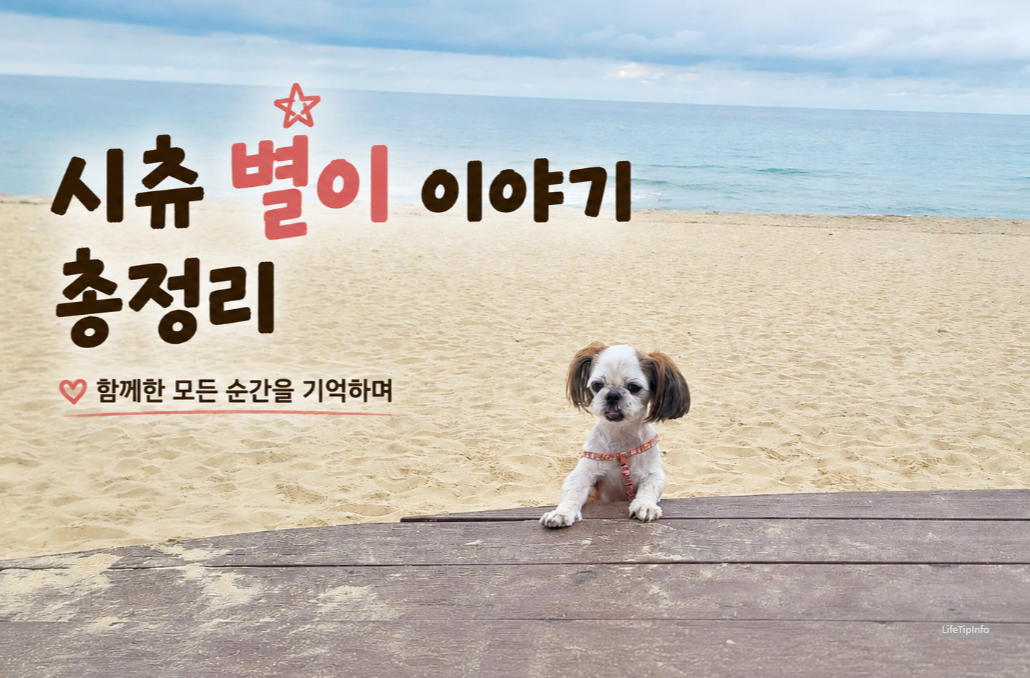 시츄 별이, 몇 년 전 바다 여행 사진
