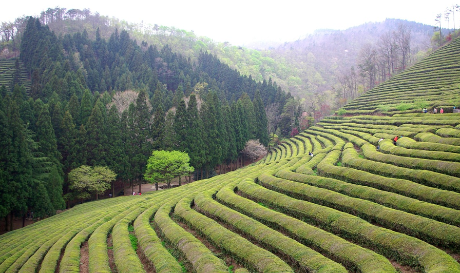 보성 녹차밭