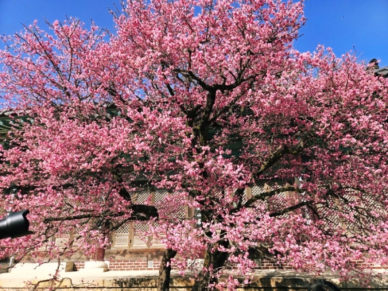 경남 양산 통도사에는 지금 &lsquo;우담바라 꽃이 피었다&rsquo;