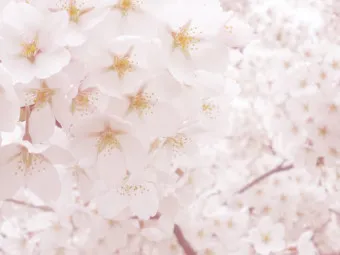 봄 이미지 일러스트 따뜻한 봄 꽃 예쁜 이미지_15