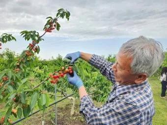 체리나무 재배법 건강한 과일 나무 키우기_24