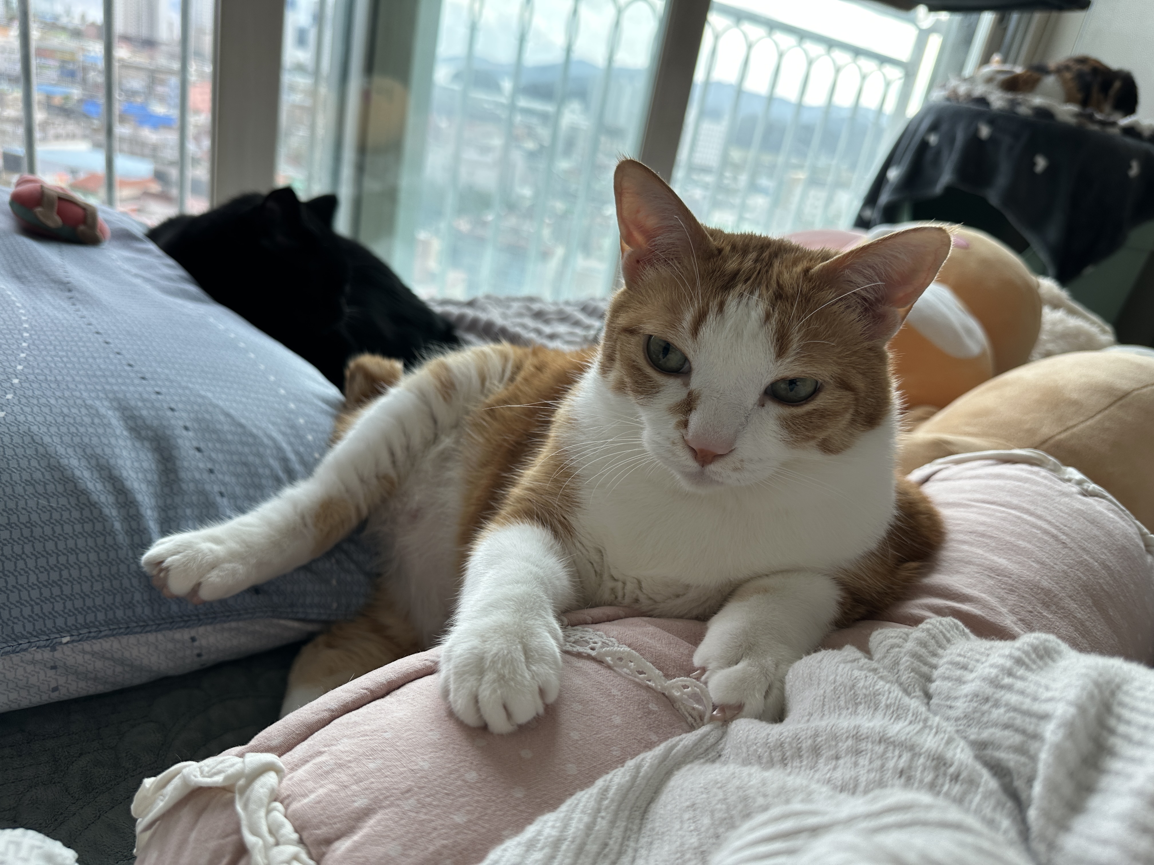 다시_엄마한테_아이컨택_쏘는중