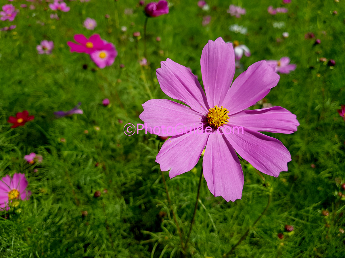 PhotoGuide.com 코스모스 꽃