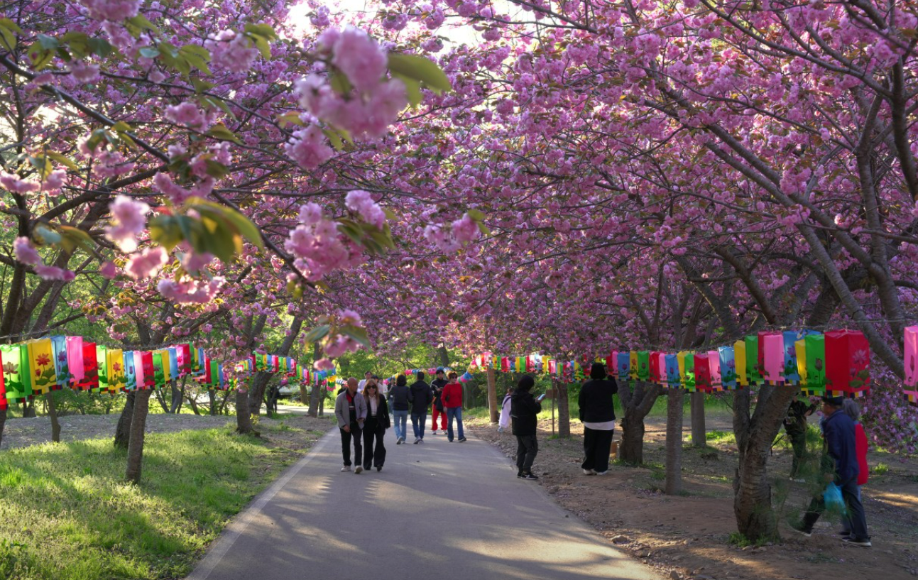 충남 벚꽃 명소 드라이브 코스 베스트 5 (각원사&amp;#44; 원성천&amp;#44; 공주 동학사&amp;#44; 서산 문수사&amp;#44; 서산 개심사 )