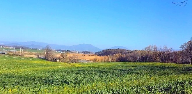 2025 고창청보리밭 축제 : 싱그러운 초록의 향연, 고창청보리밭 축제