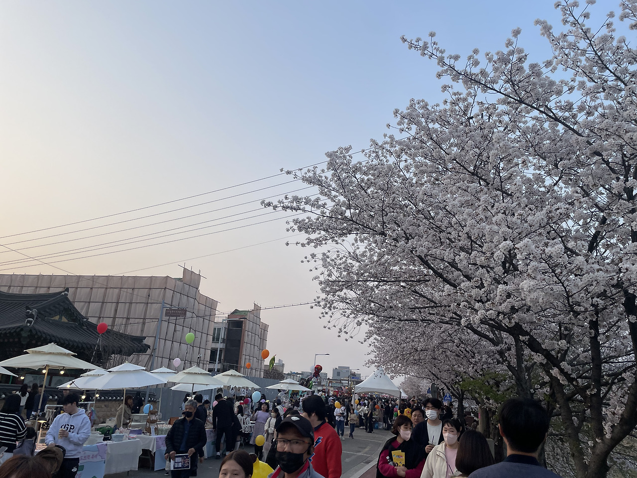 청주 무심천 벚꽃축제 주차 맛집 프로그램 총정리