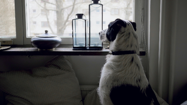창밖을 바라보고있는 강아지