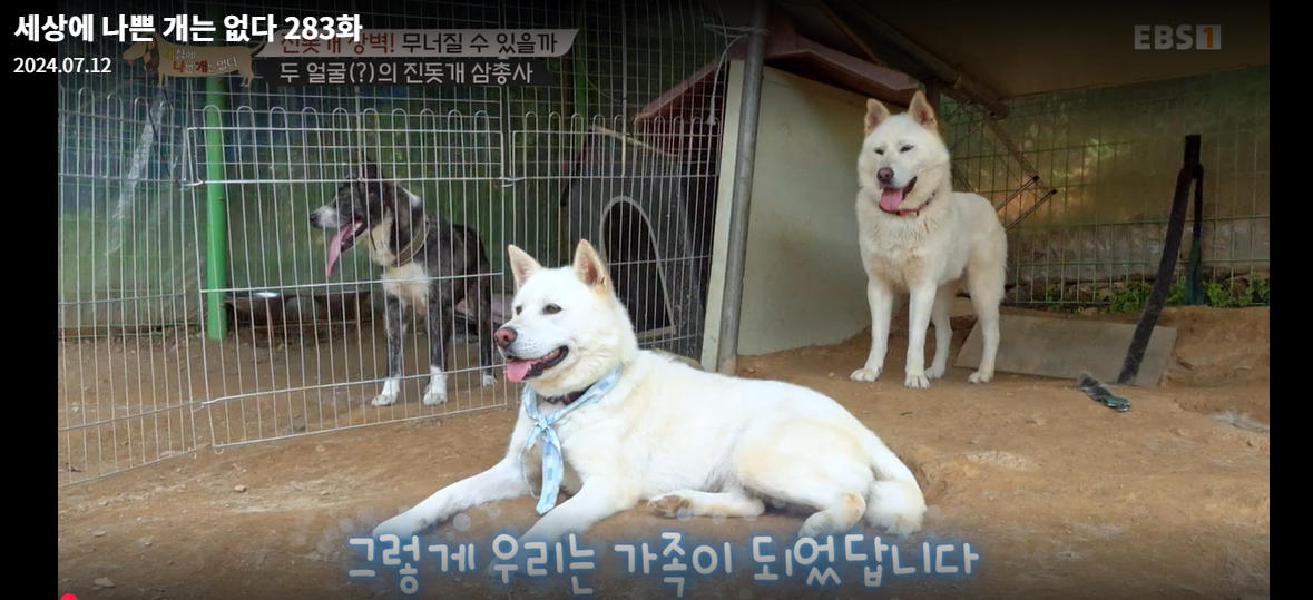 설채현-세상에나쁜개는없다-세나개-283화-진돗개장벽-재방송