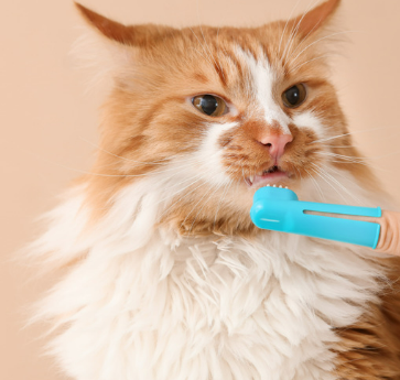 고양이 잇몸 부음 치은염 원인 증상 및 치료 후기