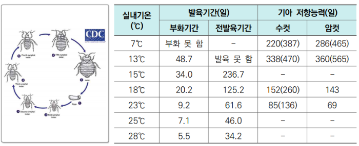 빈대 번식력