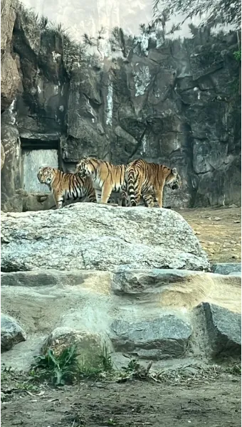 서울대공원 캠핑장 둘레길 동물원 입장료 맛집_15