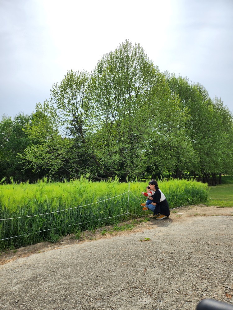 청보리밭과 가족