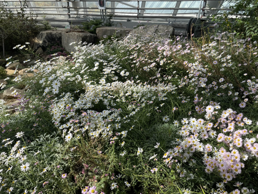 국립 세종수목원 분재원 여행