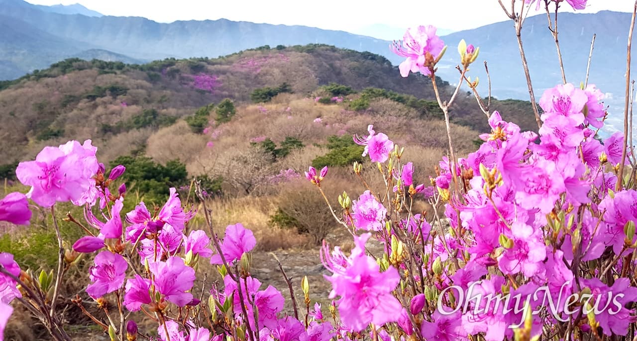 [4월 축제]화왕산 진달래❘4월 둘째주 주말 개화 상황, 방문 후기, 교통편, 맛집