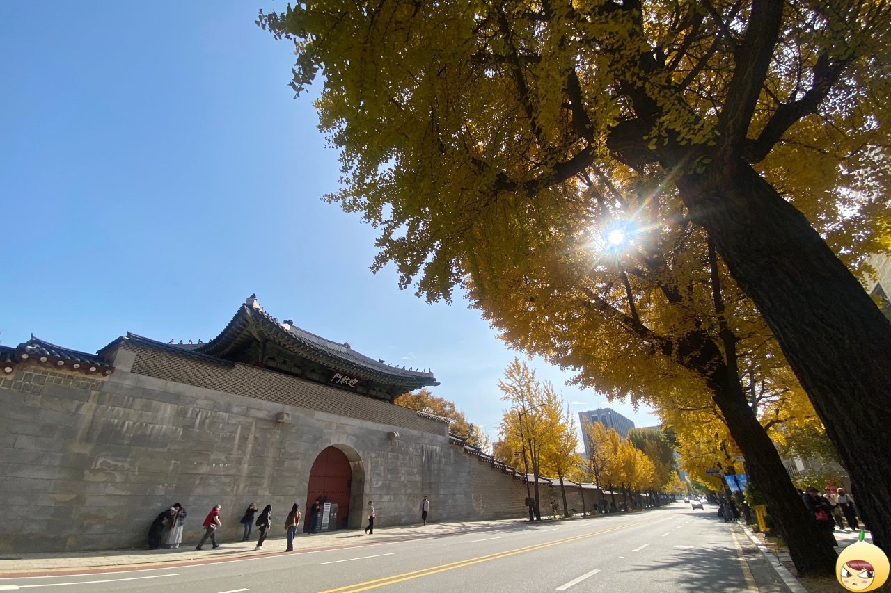영추문과 은행나무 그리고 가을햇살