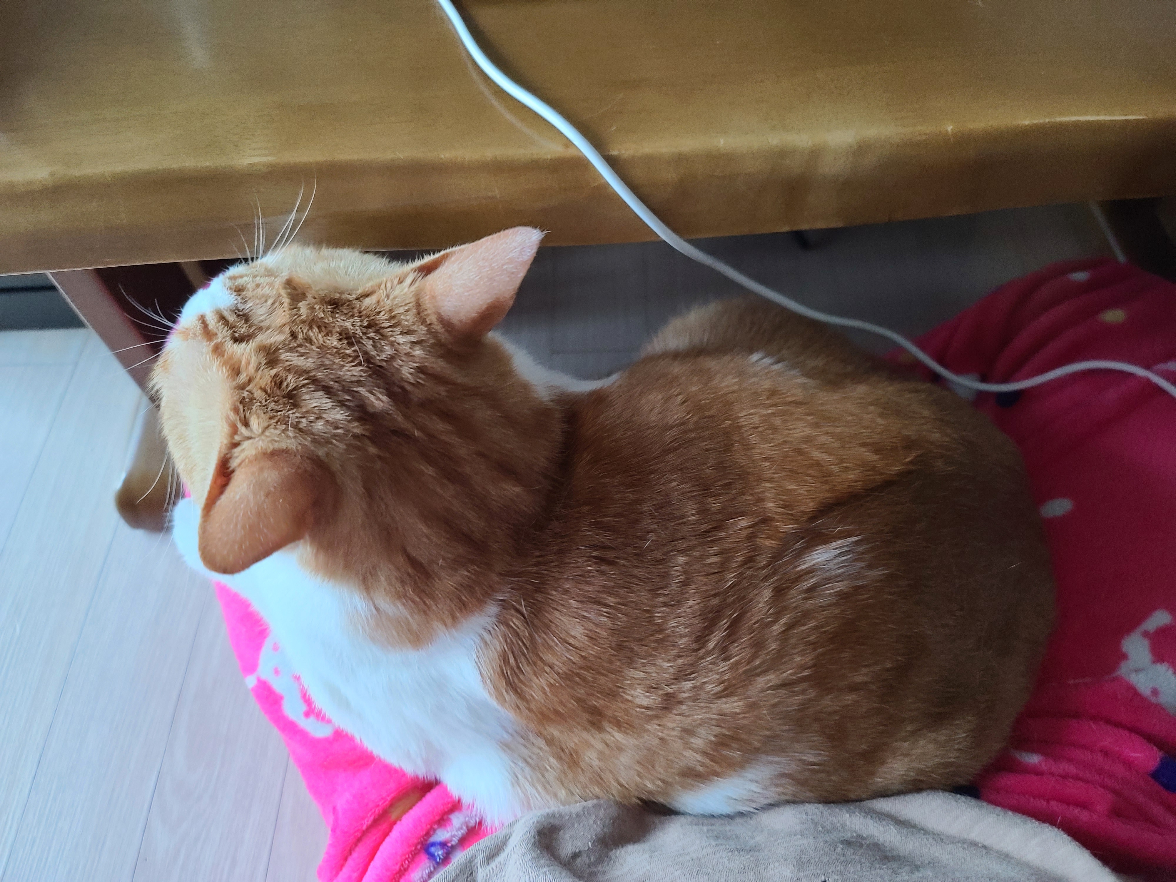 엄마 집사 무릎위 치즈냥이들 (feat. 무릎냥이들)