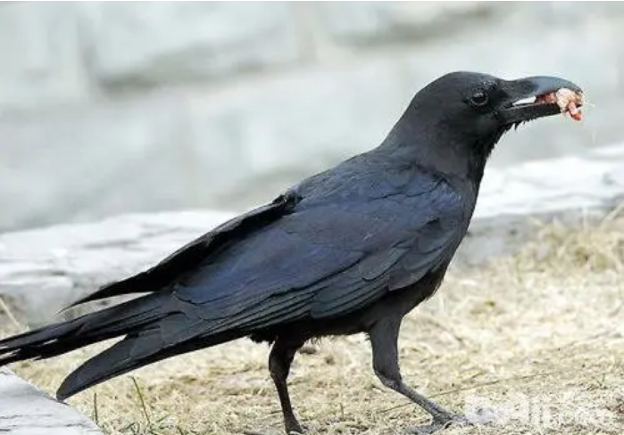 오비이락 - 아침 먹이를 입에 문 까마귀